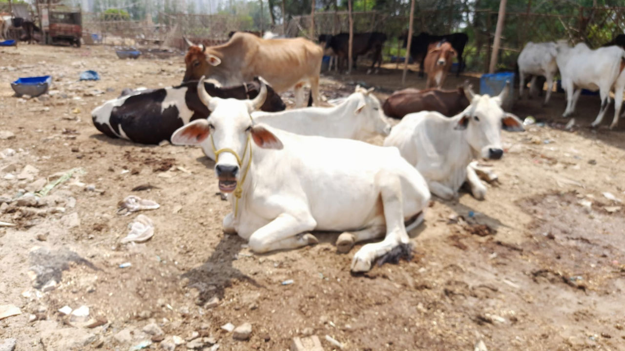 Gaushala